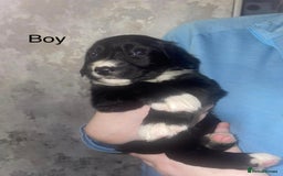 Mixed Breed dogs for sale: Shepard x spaniel puppies - Image 4