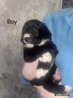 Mixed Breed dogs Shepard x spaniel puppies - Advert 11