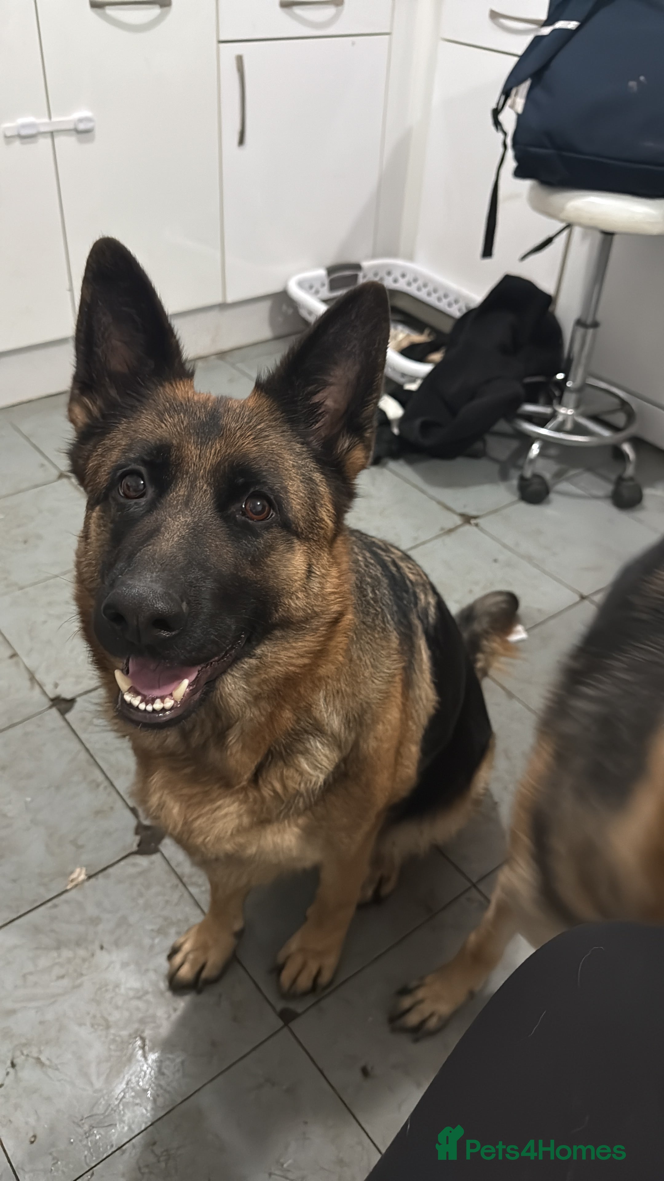 German Shepherd dogs German shepherd Adult - Advert 11