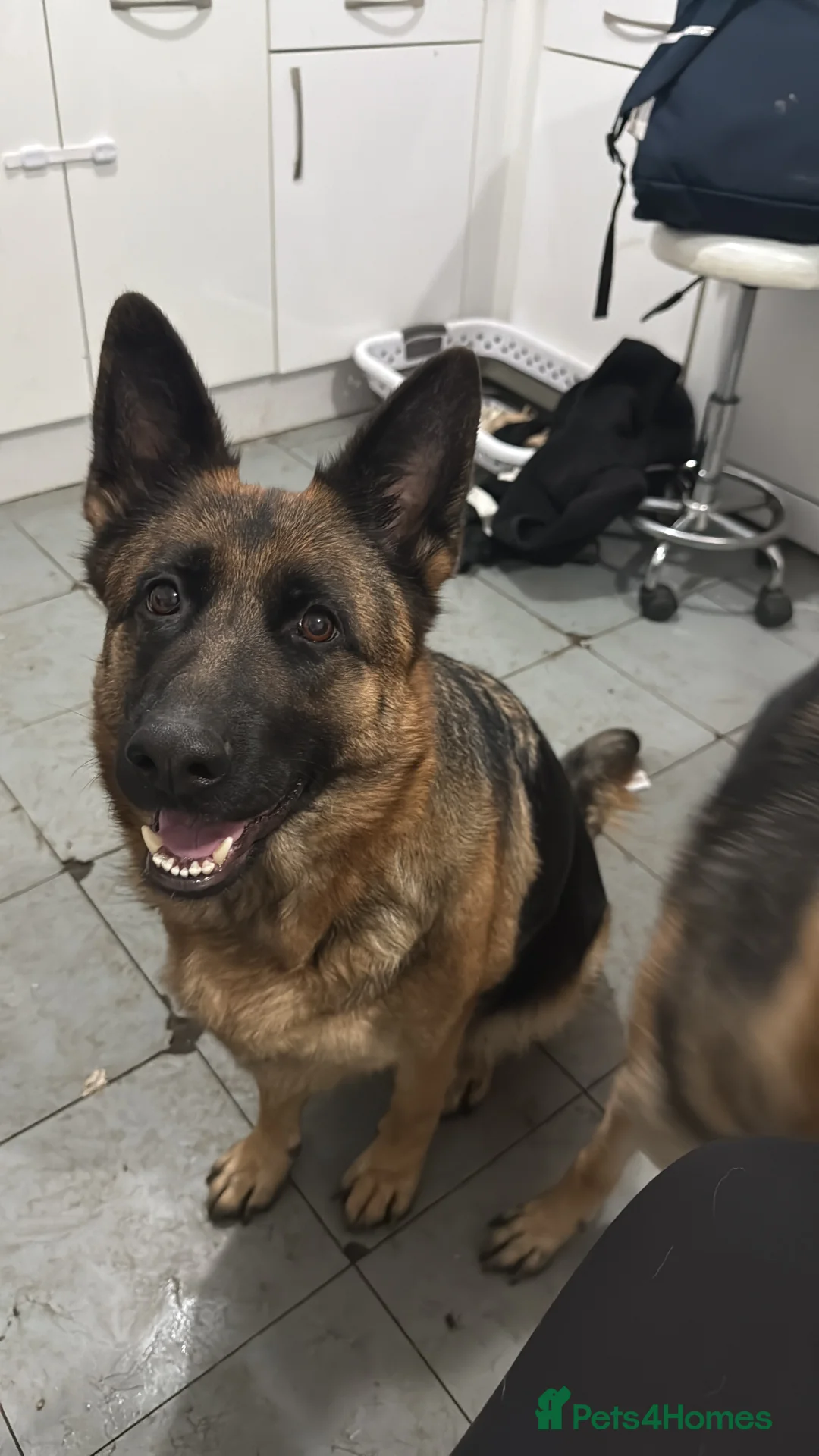 German Shepherd dogs for sale: German shepherd Adult - Advert 1