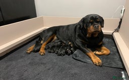 Rottweiler dogs for sale: AMAZING PEDIGREE REGISTERED ROTTWEILER PUPPIES - Image 14
