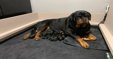 Rottweiler dogs - Advert 12