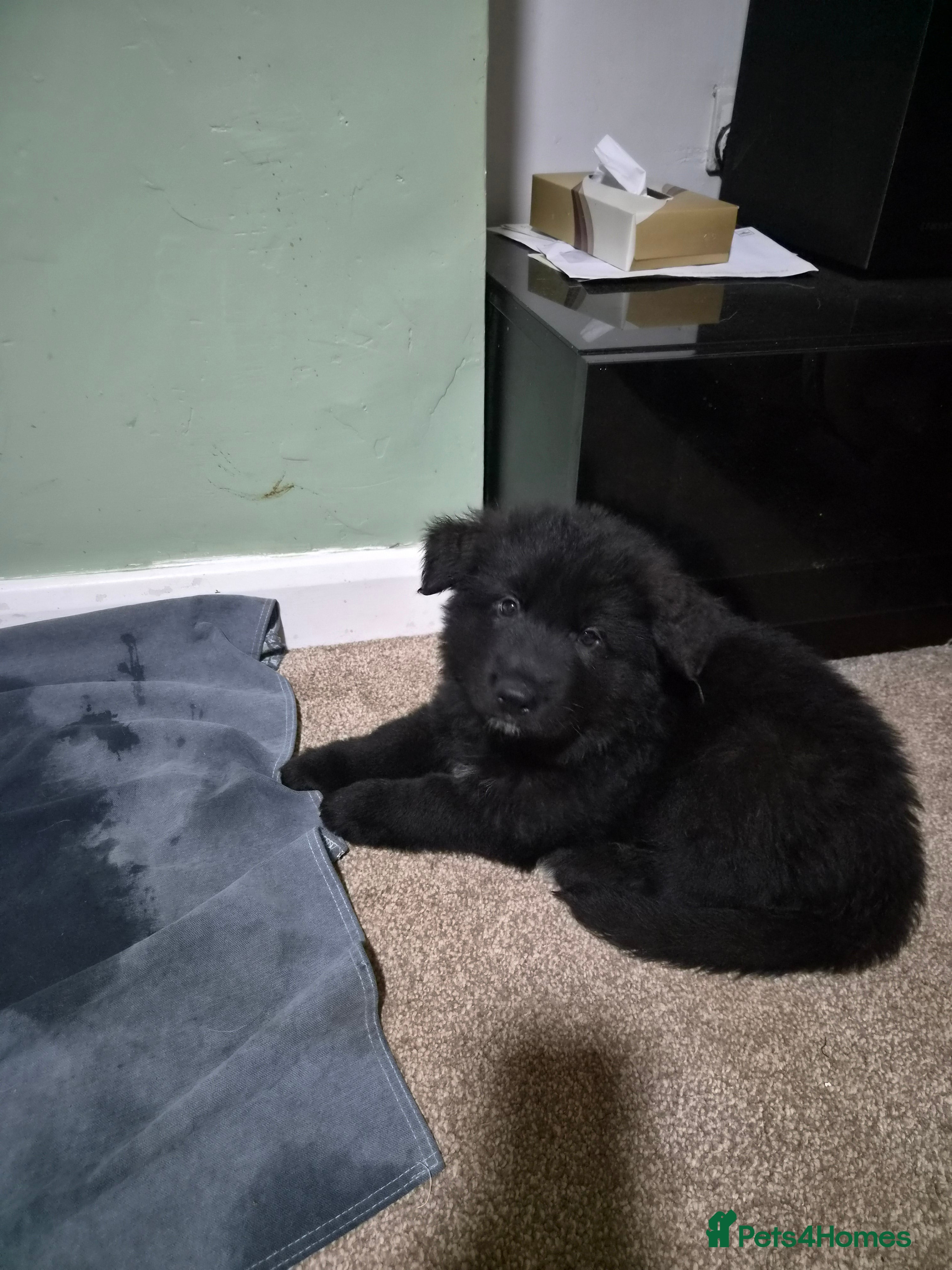 German Shepherd dogs  Pedigree German Shepherd pups straight backed - Advert 2