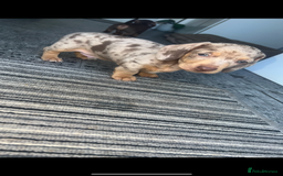 Miniature Dachshund dogs for sale: Last boy(Miniature Dachshunds)  - Image 10
