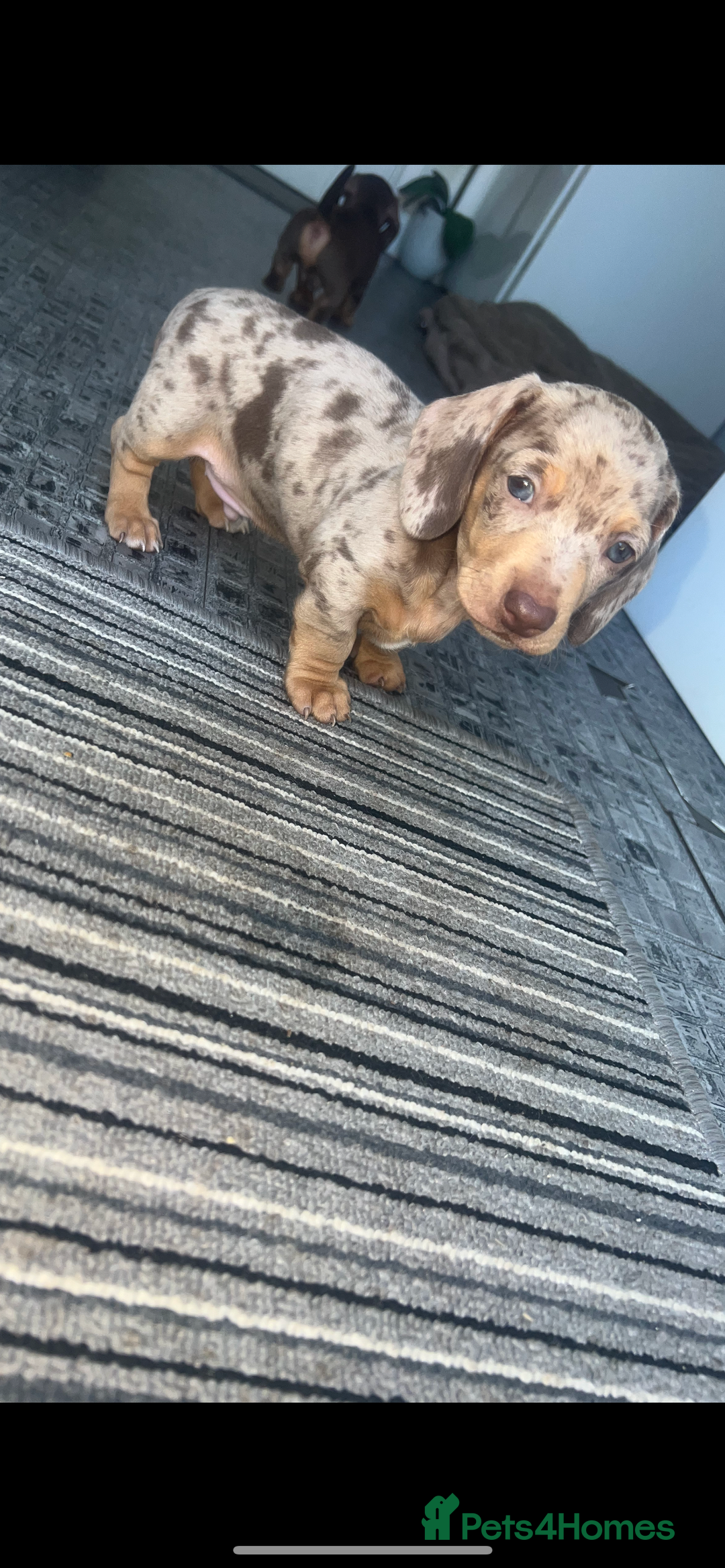 Miniature Dachshund dogs for sale: Last boy(Miniature Dachshunds)  - Image 10