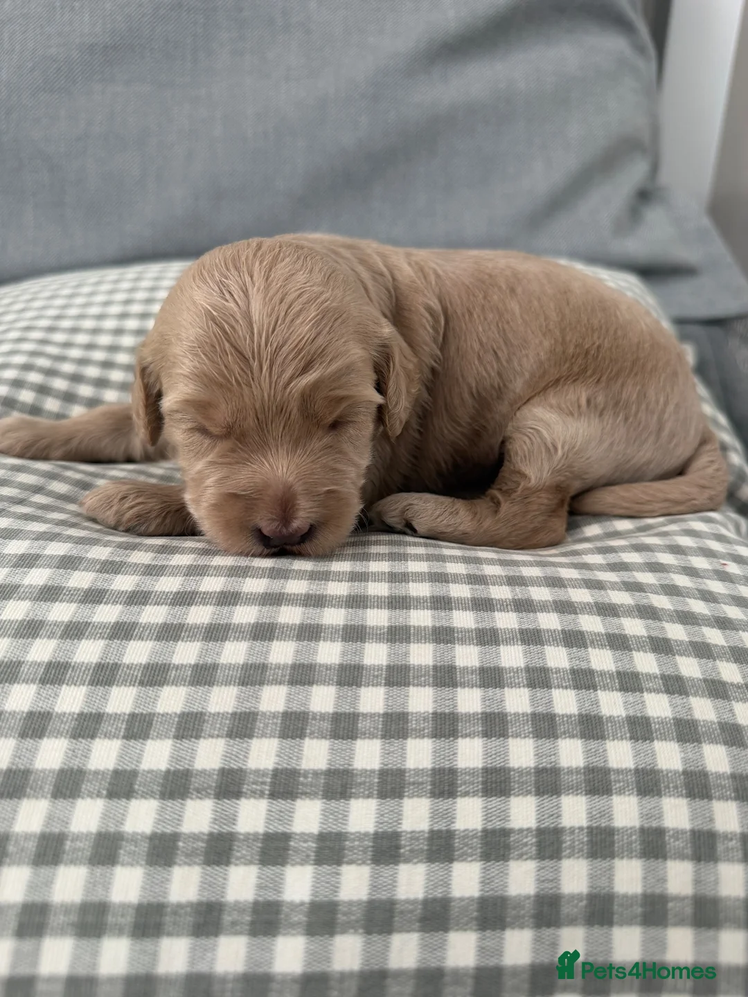 Cockapoo dogs for sale: Beautiful Cockapoo Puppies – Fully Health Tested in Chichester - Advert 1