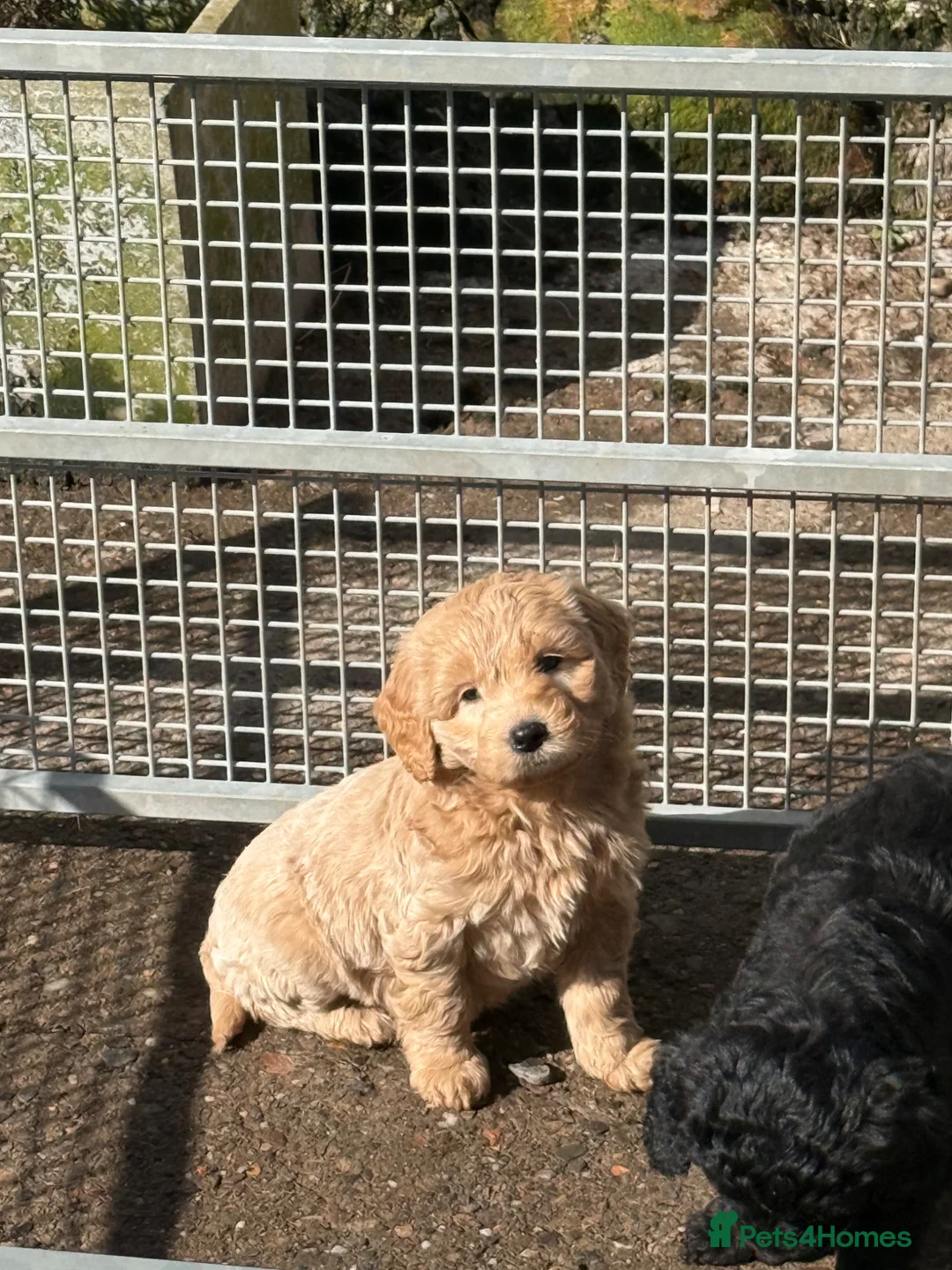 Labradoodle dogs for sale: Cracking F1 Miniature Labradoodles.  - Advert 2