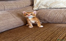 Ragdoll cats for sale: Ragdoll mixed tabby Ginger kittens - Image 12