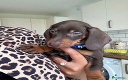 Dachshund dogs for sale: Dachshund pup  - Image 4
