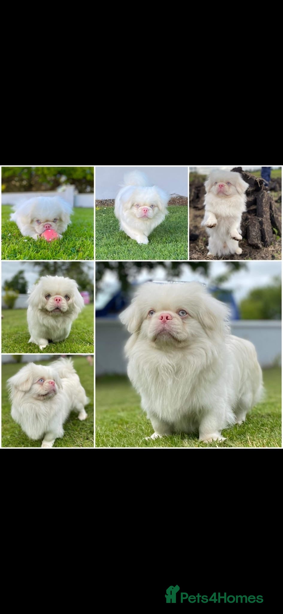 Pekingese dogs for sale: Pekingese puppies  - Advert 7