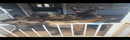 Belgian Shepherd Dog dogs for sale: Malinois! 5generation.ready soon - Advert 21
