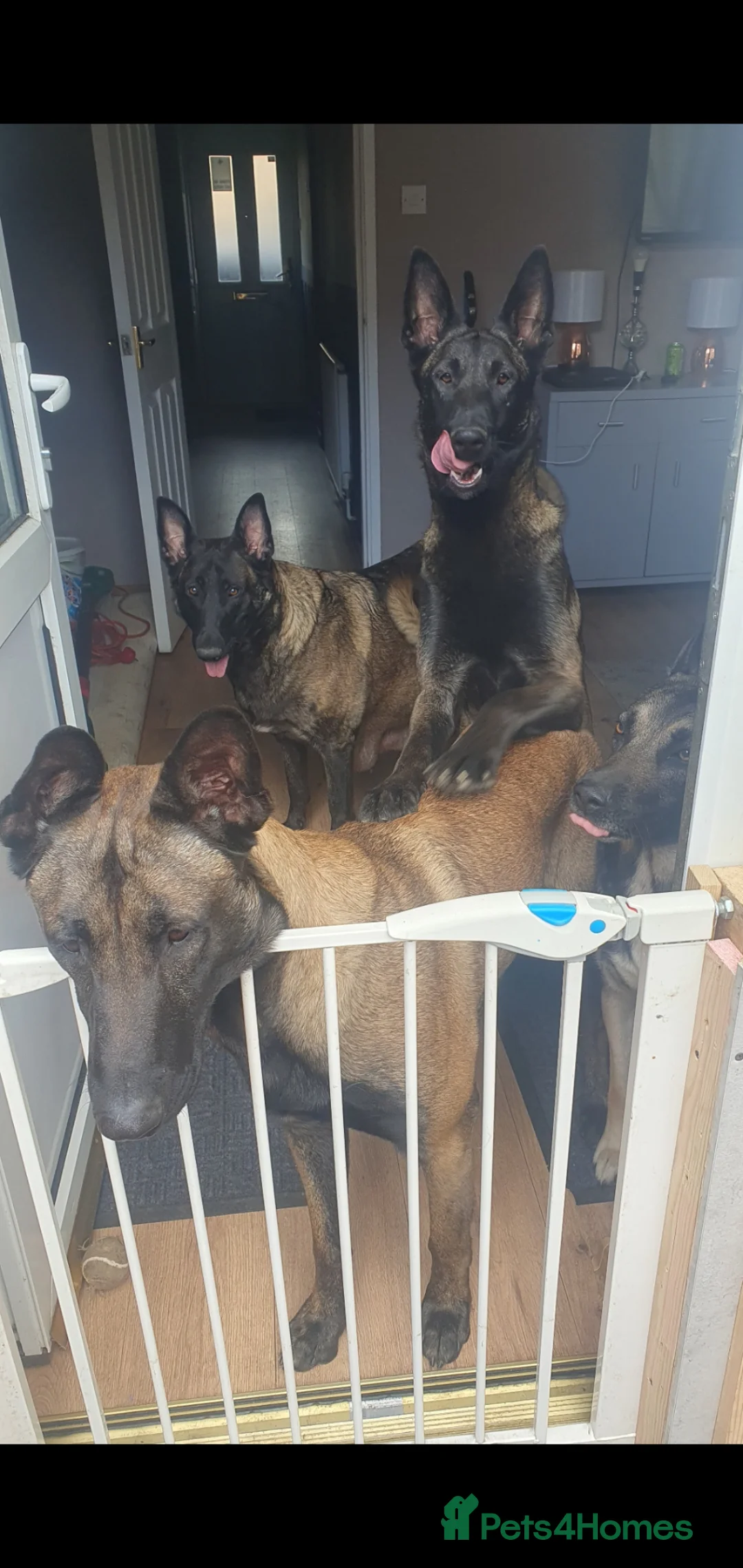 Belgian Shepherd Dog dogs for sale: Malinois! 5generation.ready soon - Advert 21