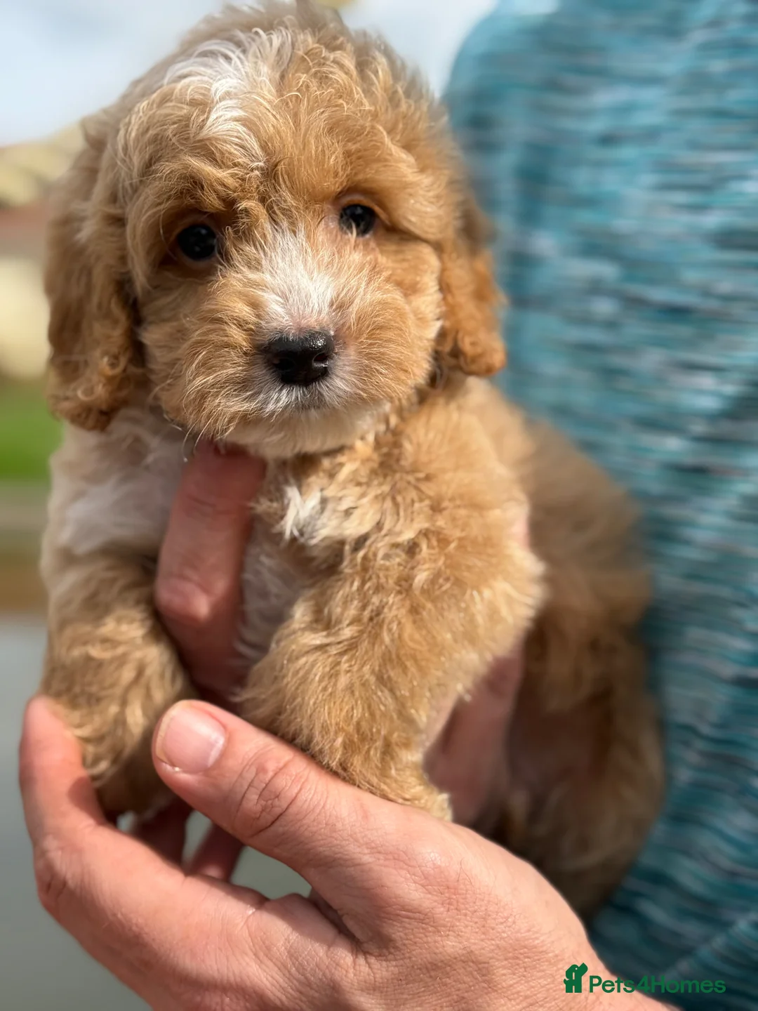 Cockapoo dogs for sale: F1 red and apricot Cockapoo puppies - Advert 1
