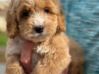 Cockapoo dogs F1 red and apricot Cockapoo puppies - Advert 1