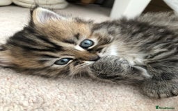 Siberian cats for sale: Stunning Siberian Kittens! - Image 9
