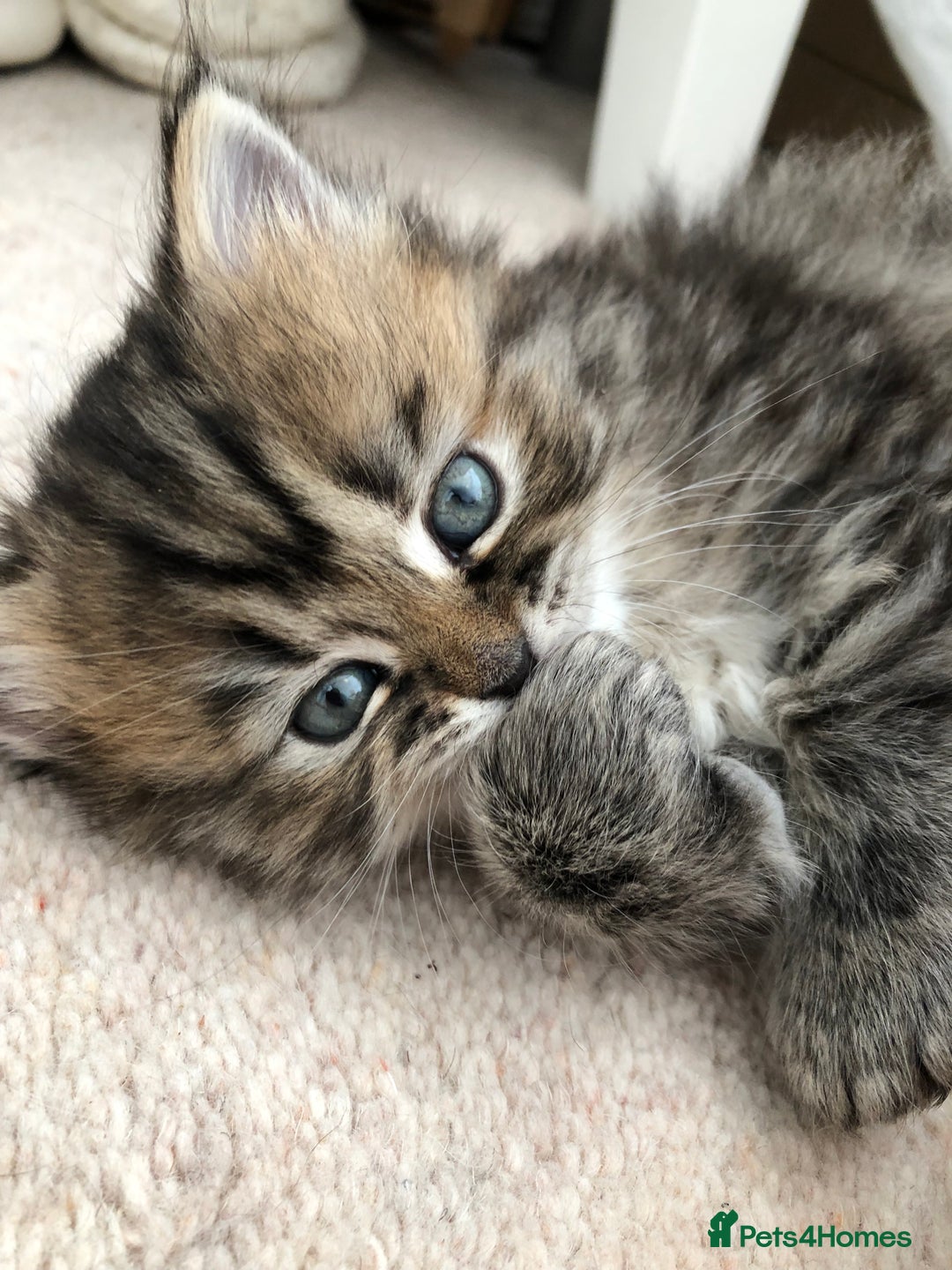 Siberian cats for sale: Stunning Siberian Kittens! - Image 9