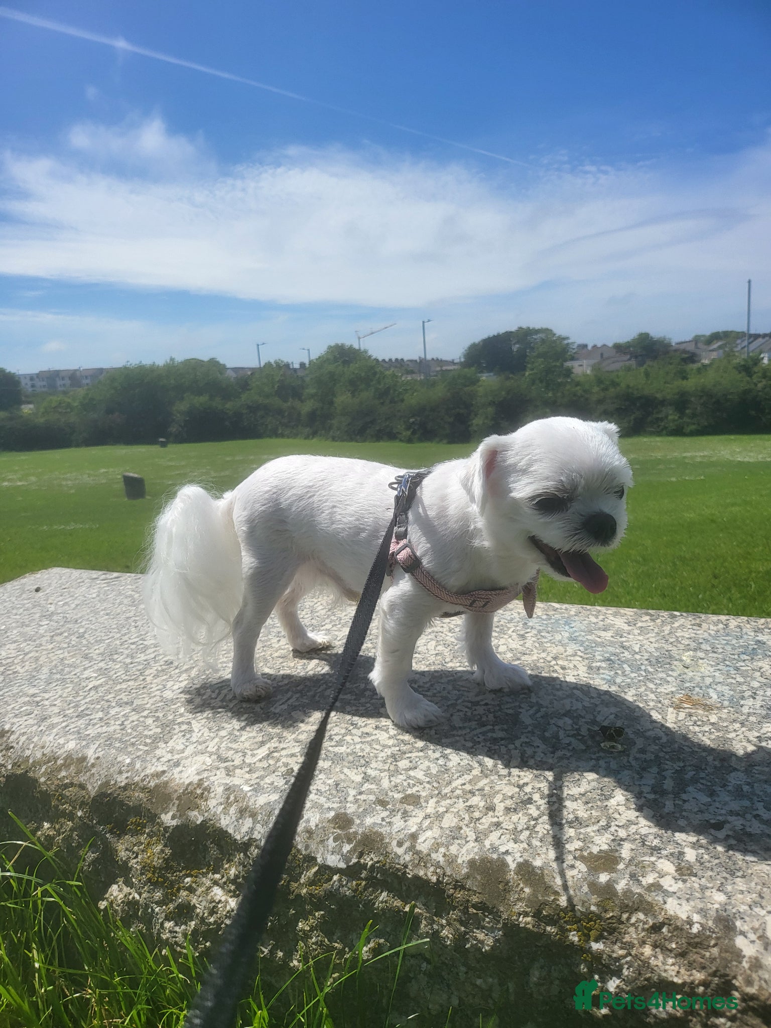 Bichon Frise dogs for sale: Korean Bison very small boy. - Advert 7