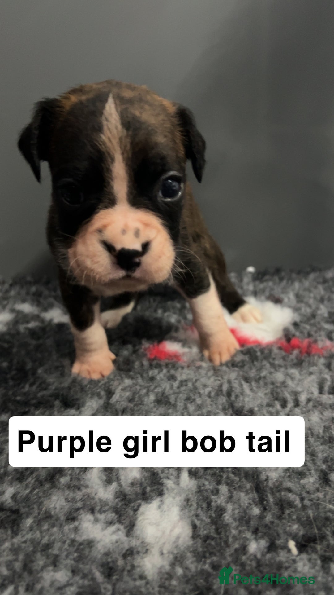 Boxer dogs for sale: Kc registered boxer puppies  - Advert 29