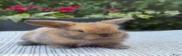 Mini Lop rabbits for sale: 7 Beautiful Mini Lop Bunnies - Advert 2