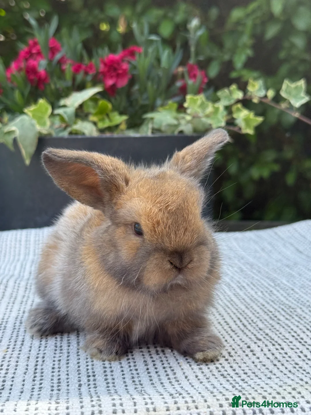 Mini Lop rabbits for sale: 7 Beautiful Mini Lop Bunnies - Advert 2