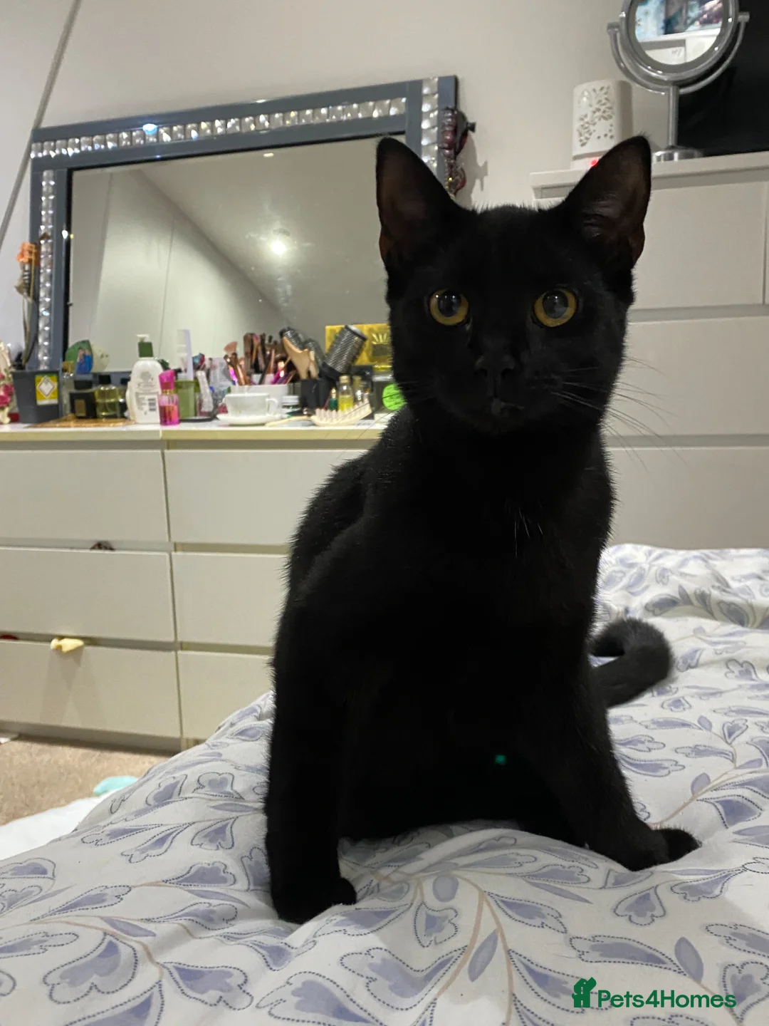 Mixed Breed cats for sale: Kitten looking for new home in Manchester - Advert 2