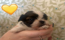 Shih Tzu dogs for sale: KC Registered Breed Standard Shih Tzu Puppies - Image 7