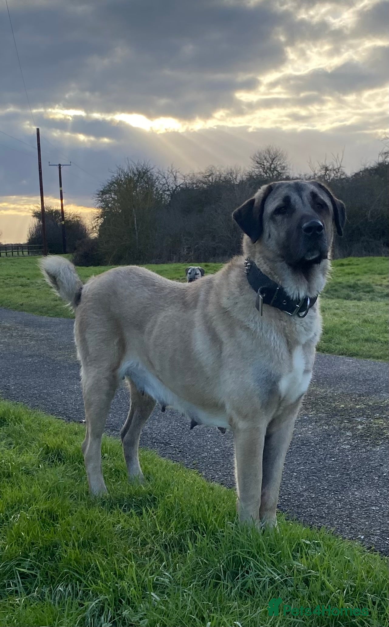 Turkish Kangal dogs TURKISH KANGAL PUPPIES  - Advert 1