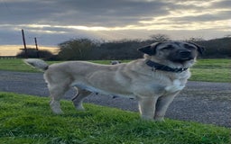 Turkish Kangal dogs for sale: TURKISH KANGAL PUPPIES  - Image 1