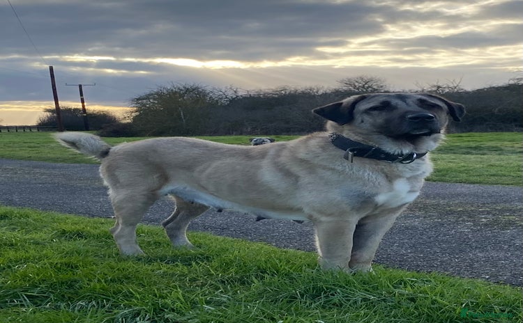 Turkish Kangal dogs - Advert 1