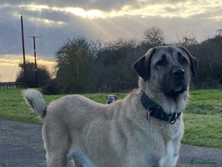 Turkish Kangal dogs TURKISH KANGAL PUPPIES - Advert 2