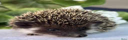 Pygmy Hedgehog rodents for sale: African Pygmy Hedgehog  - Advert 6