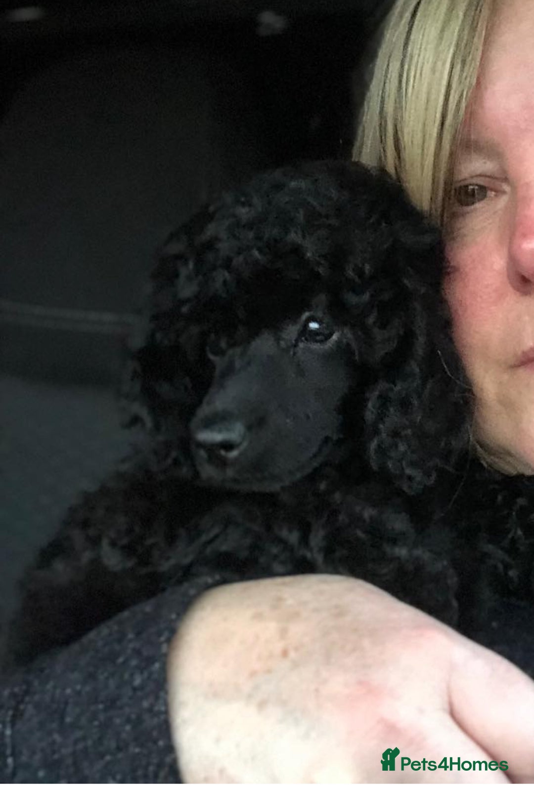 Miniature Poodle dogs for sale: Miniature Poodle Puppies - Advert 1