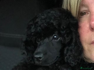 Miniature Poodle dogs Miniature Poodle Puppies - Advert 17