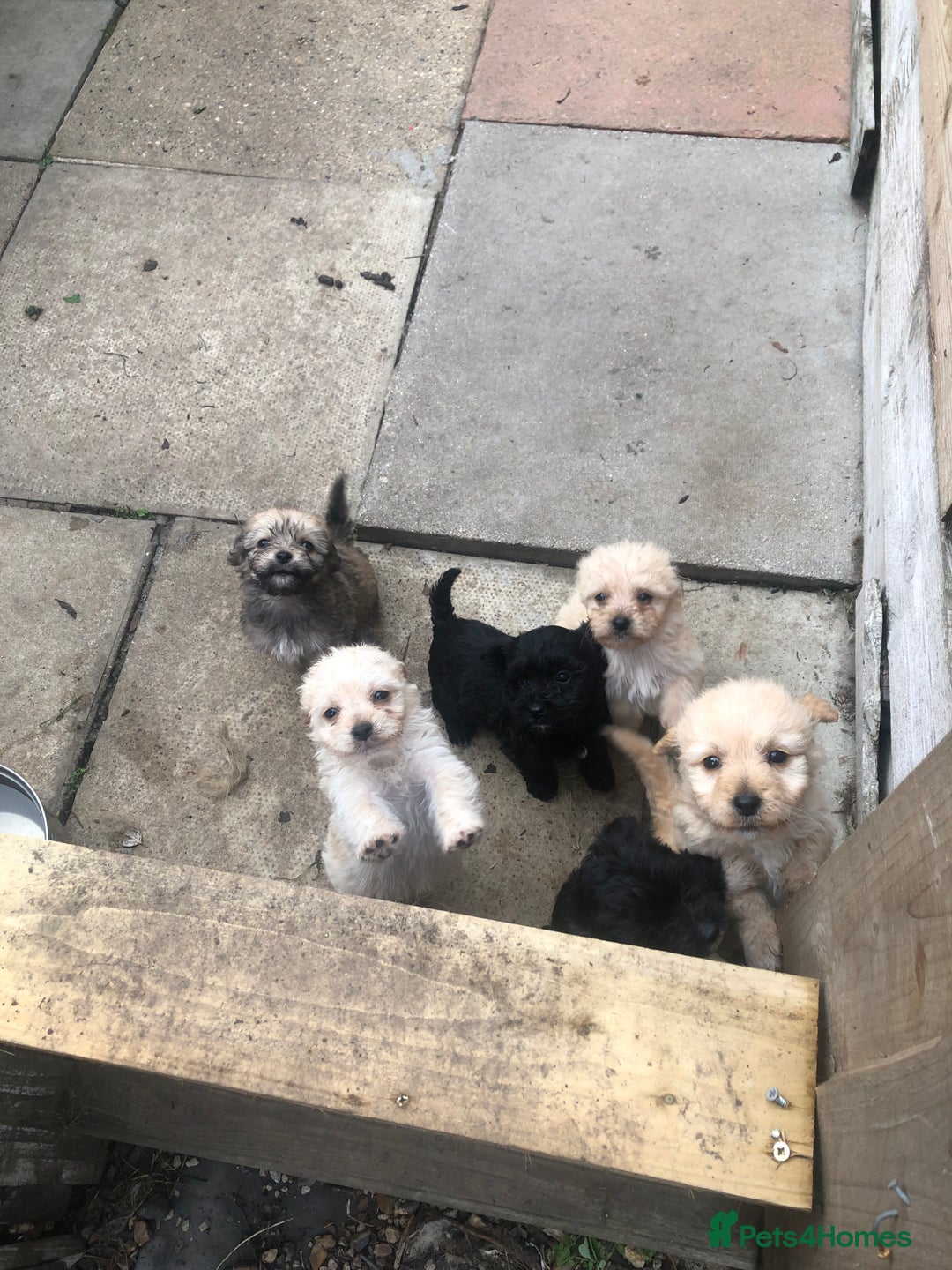 Jackapoo dogs for sale: 6 beautiful jackapoo pups - Image 7