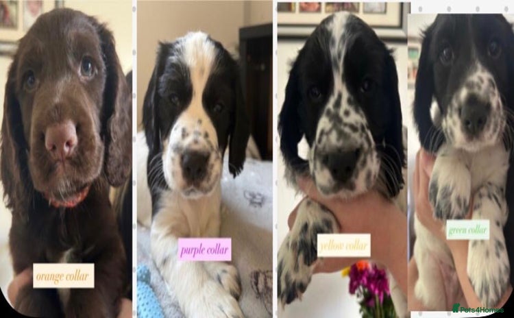 Sprocker dogs - Advert 1