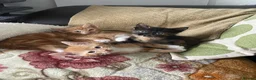 Mixed Breed cats for sale: 6 Adorable Kittens Looking for Their Forever Homes - Advert 4