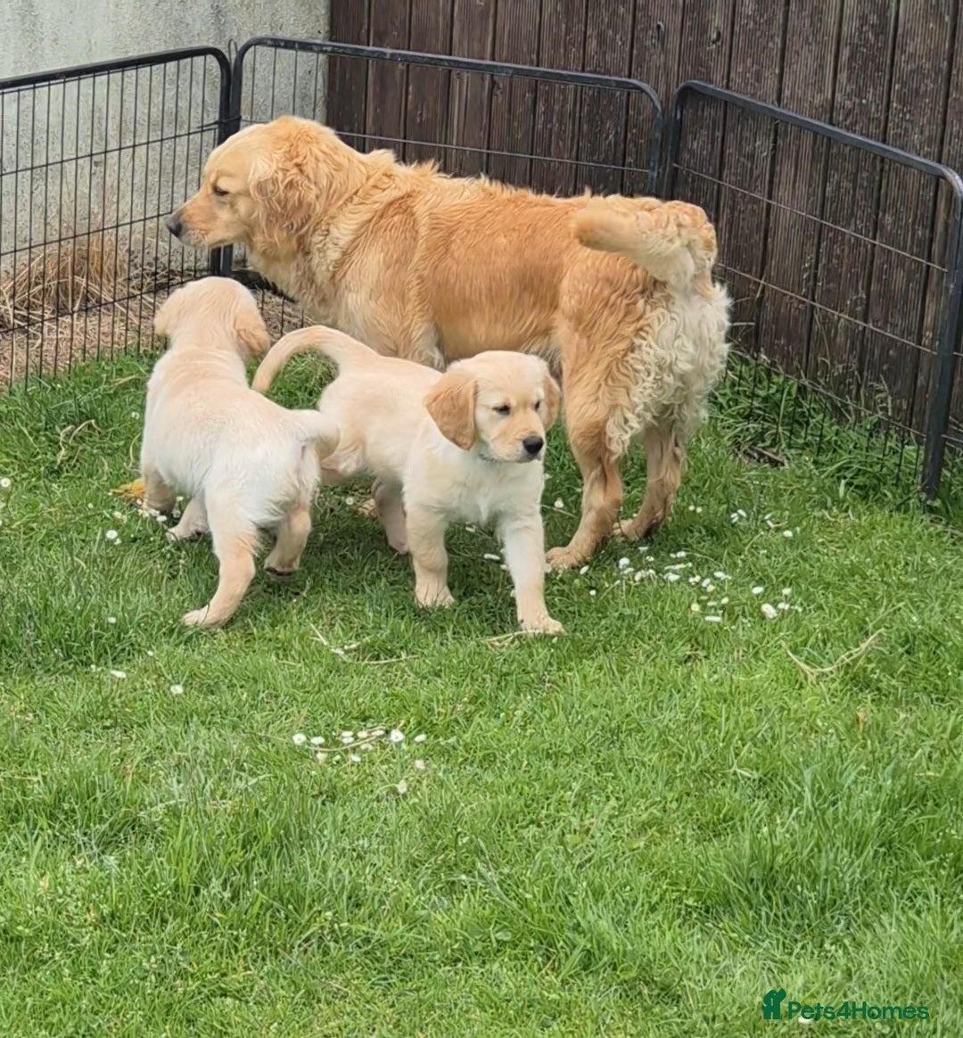 Golden Retriever dogs KC GOLDEN RETRIEVER PUPS SHOW CHAMPION PEDIGREE  - Advert 2