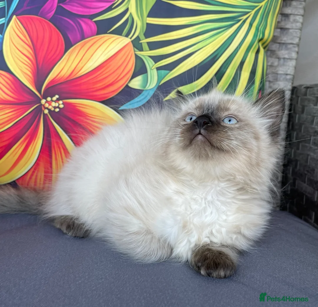 Ragdoll cats for sale: Two beautiful Ragdoll kittens - Advert 24