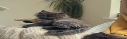 Mixed Breed cats for sale: The last Ragdoll & British long hair kitten - Advert 3