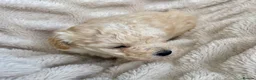Maltipoo dogs for sale: Adorable F1B Merle/Maltipoo Puppies x 5 - Advert 8