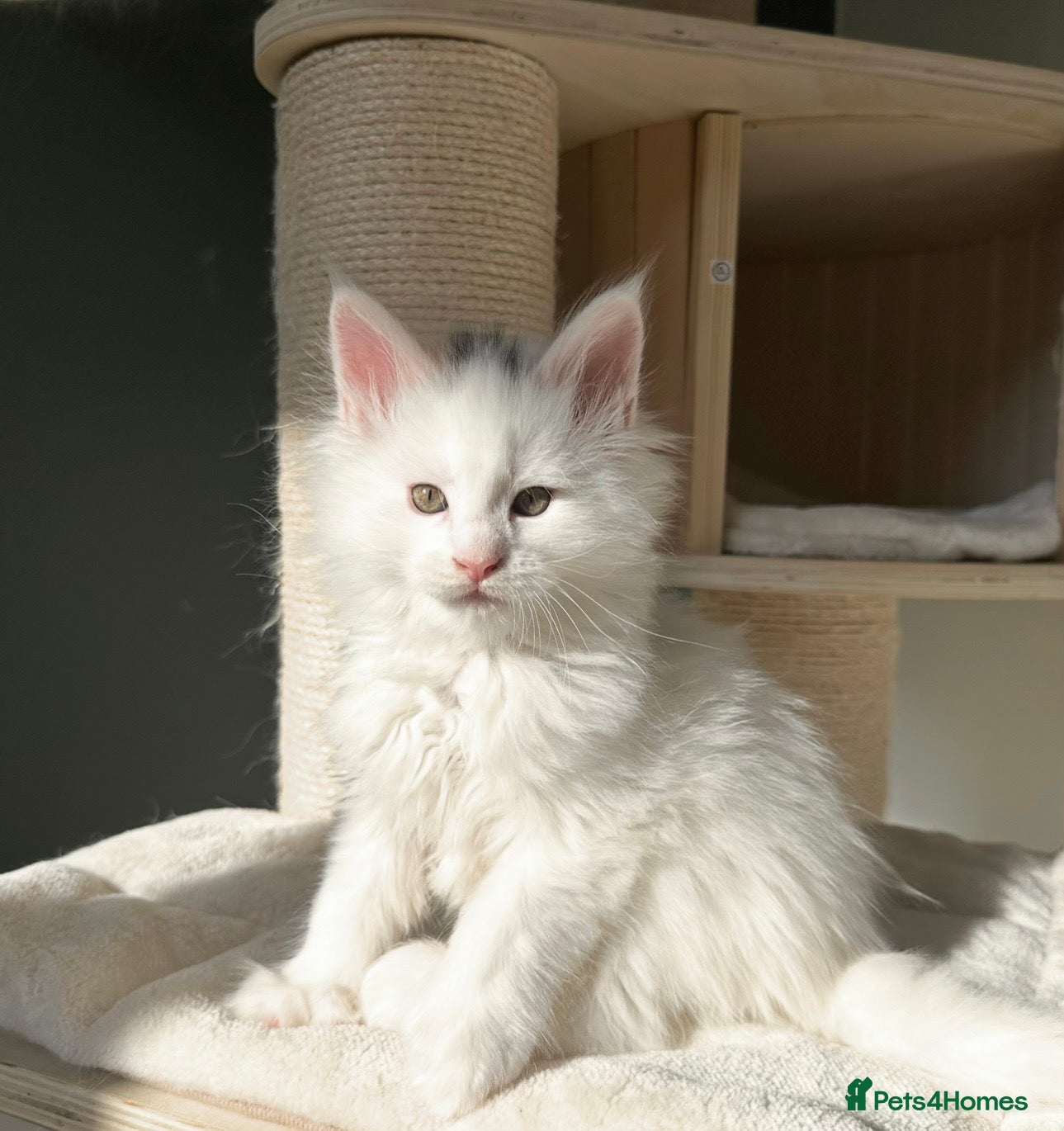 Maine Coon cats Polydactyl Maine coon kittens  - Advert 1