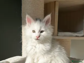 Maine Coon cats Polydactyl Maine coon kittens - Advert 1