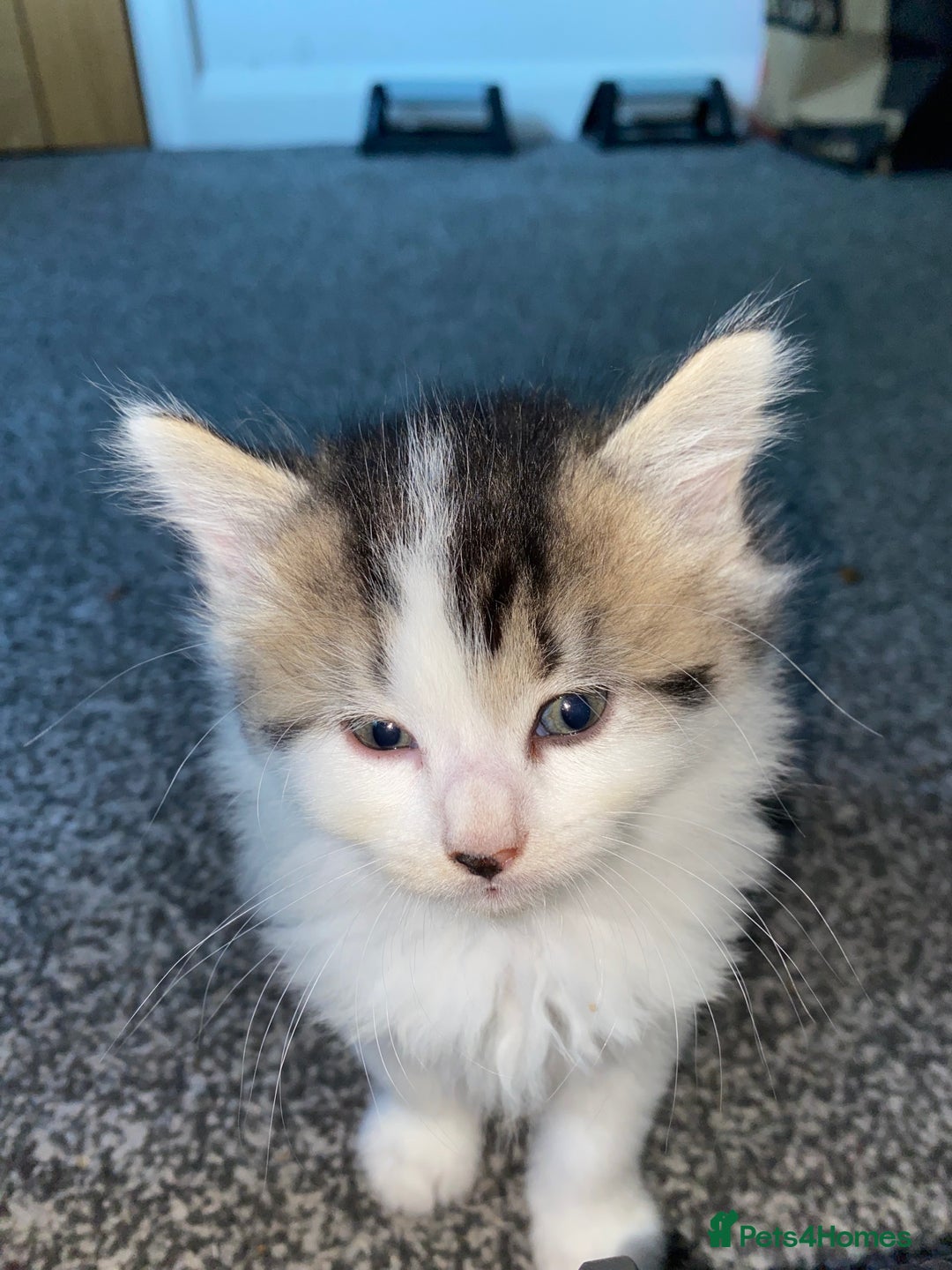 Mixed Breed cats for sale: ❗️2 litters for sale❗️ - Image 3