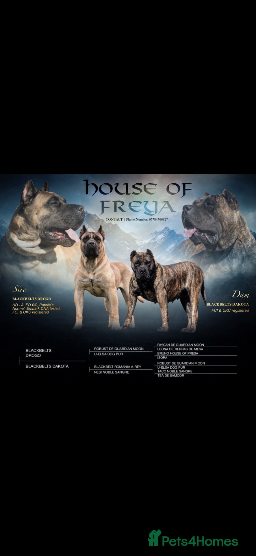 Presa Canario dogs for sale: Presa Canario puppies  - Advert 1