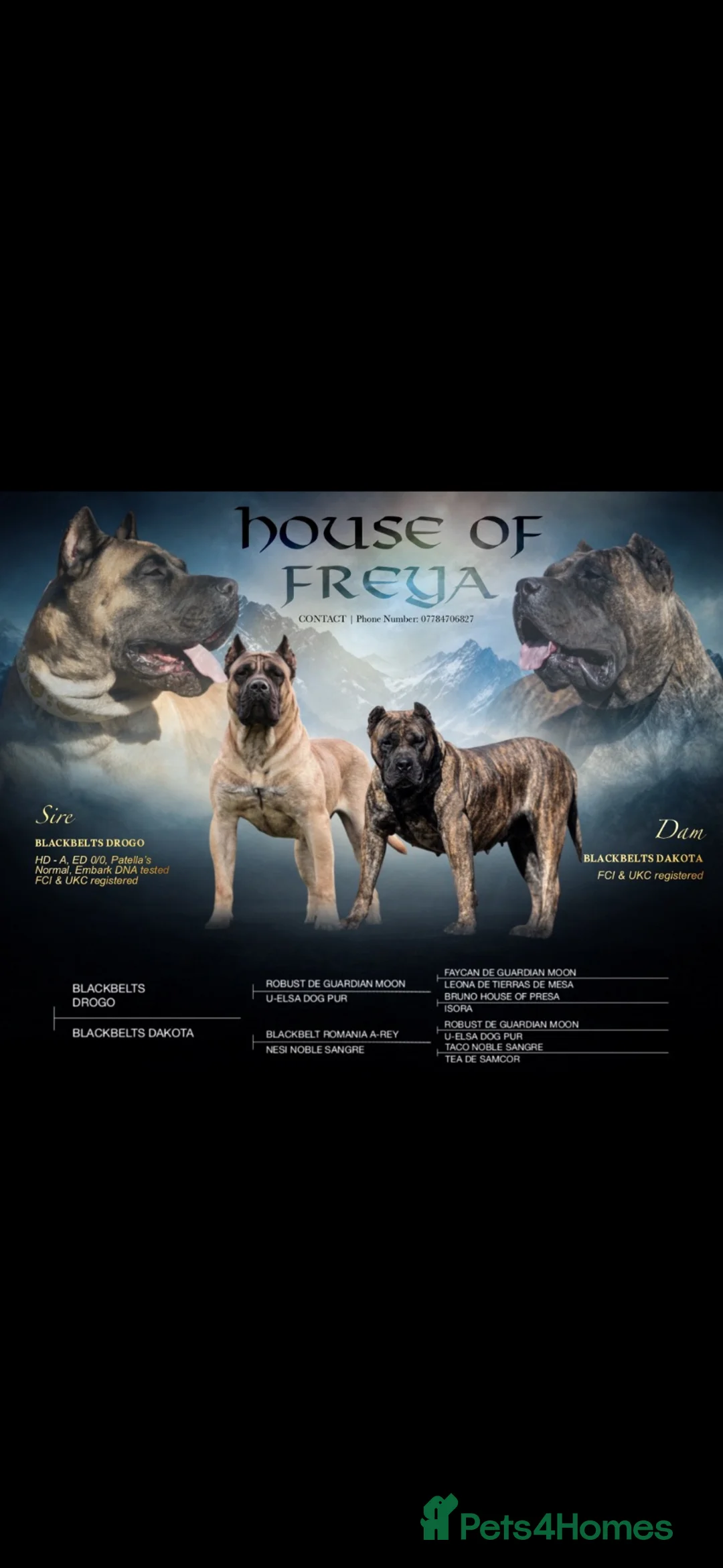 Presa Canario dogs for sale: Presa Canario puppies  in Middlesbrough - Advert 1