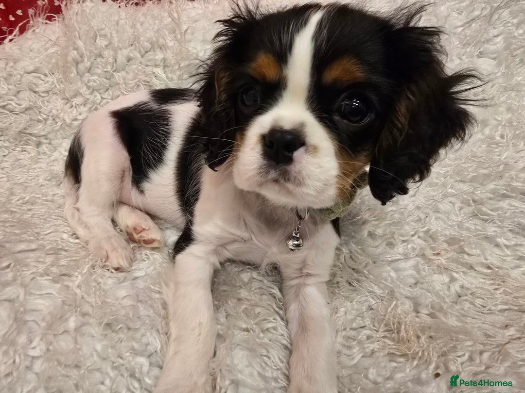 Cavalier King Charles Spaniel dogs for sale: Beautiful KC reg Cavalier King Charles Puppies  - Advert 19