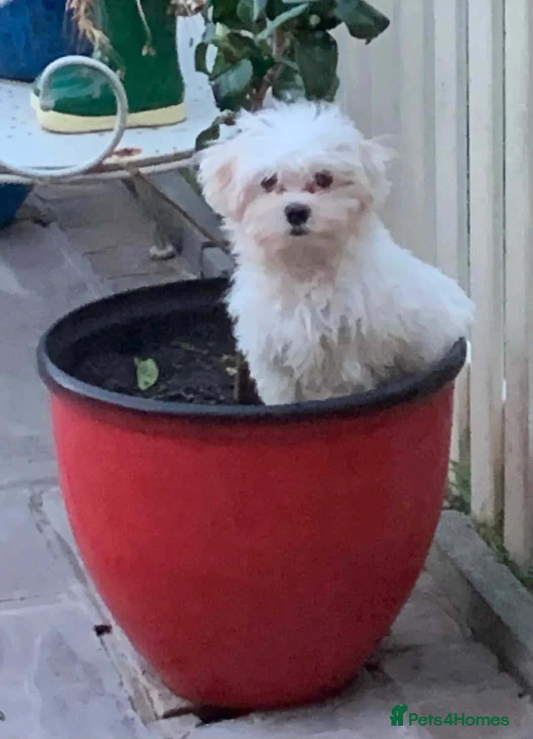 Maltese dogs for sale: Beautiful white boy - Advert 2