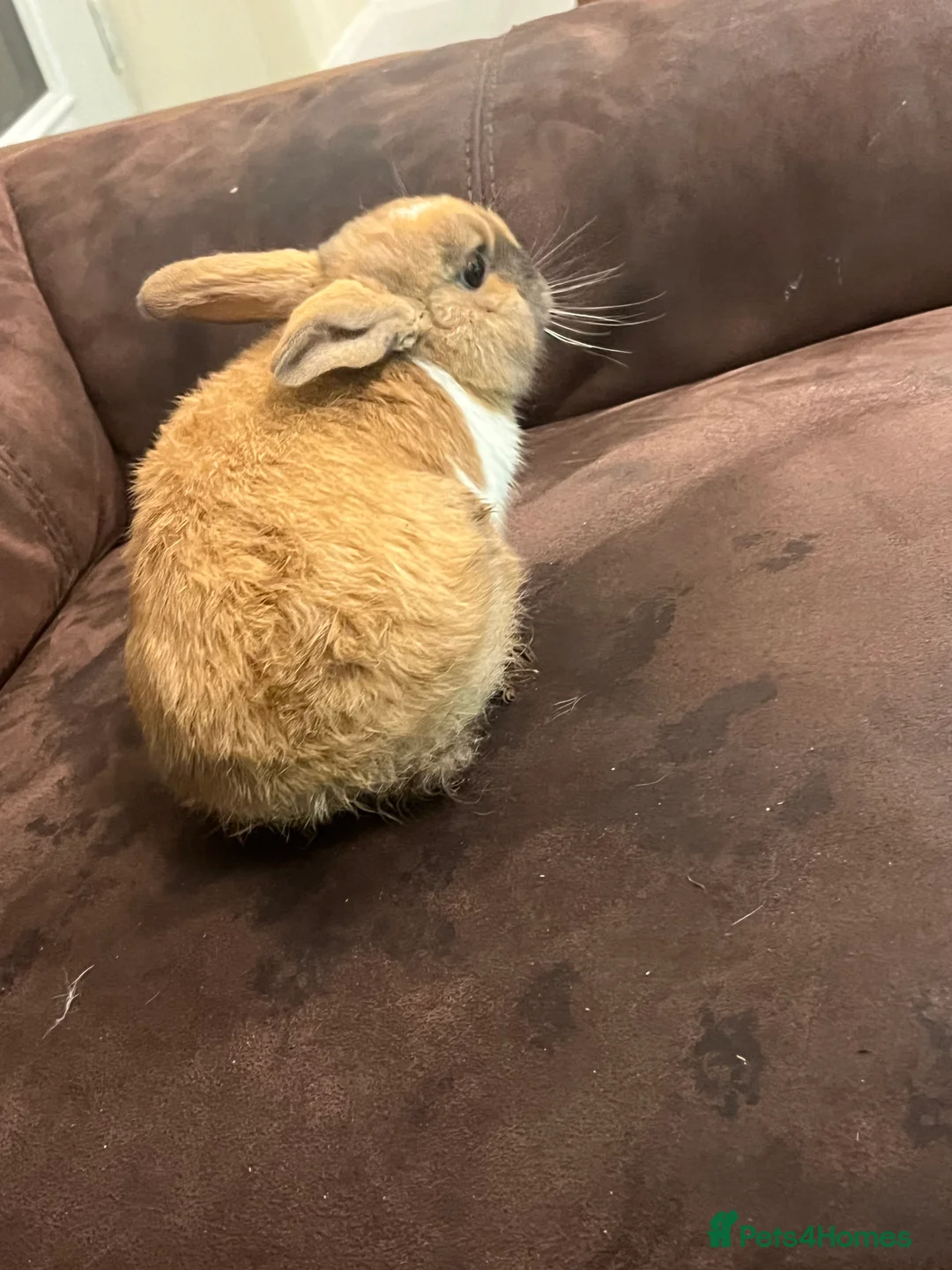 Netherland Dwarf rabbits for sale: House raised - Advert 8