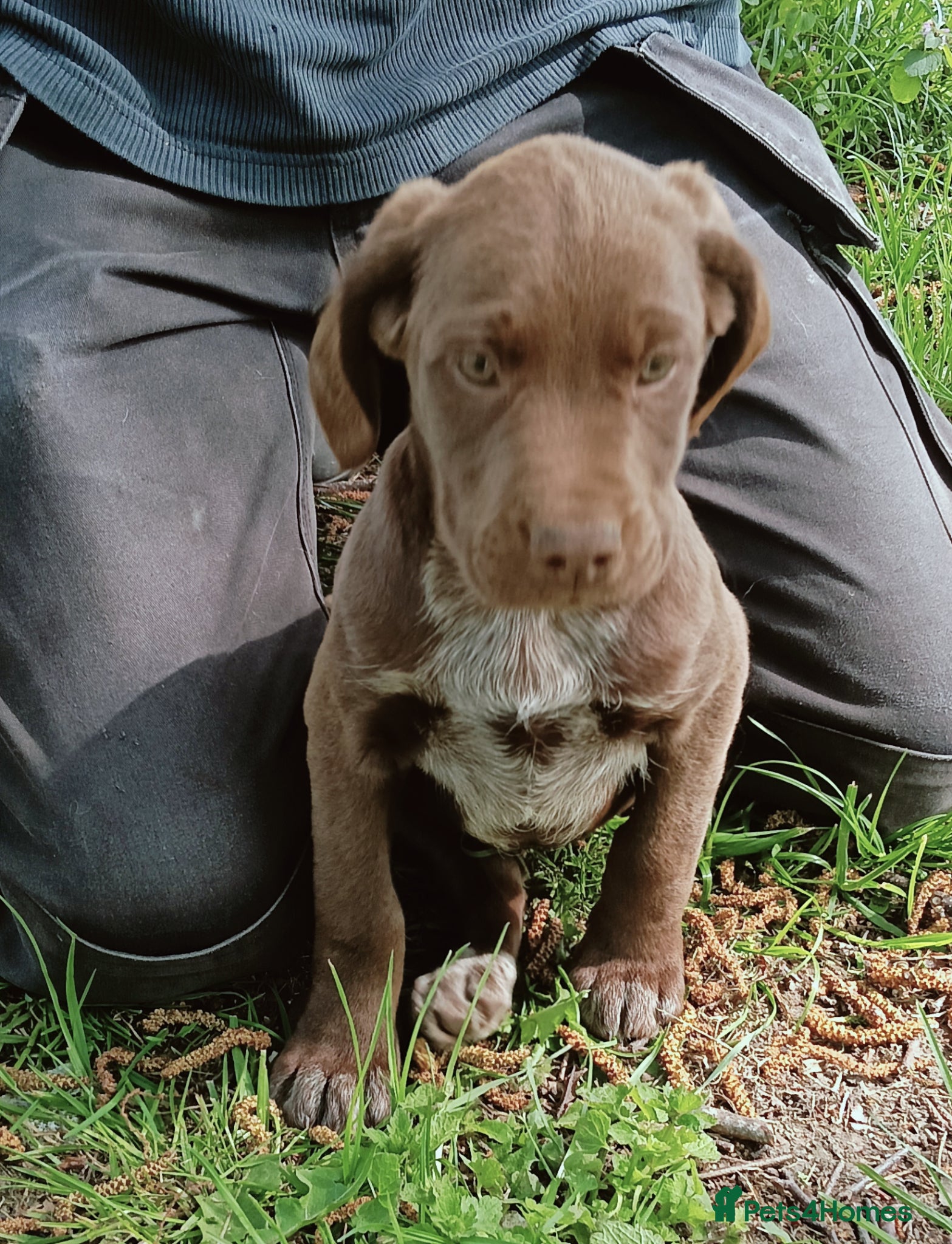 Pointer dogs HPR Puppies - Friendly ready Soon - Advert 1