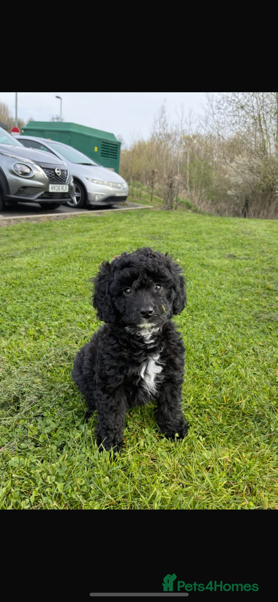 Miniature Poodle dogs Male mini poodle  - Advert 1